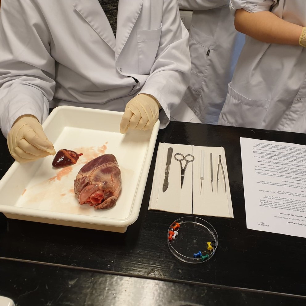 Úr líffræðitíma MÍ. Mynd: Ragnheiður Fossdal, líffræðikennari