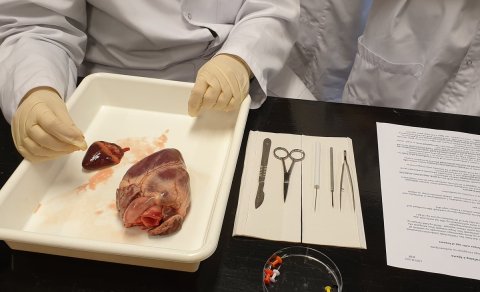 Úr líffræðitíma MÍ. Mynd: Ragnheiður Fossdal, líffræðikennari