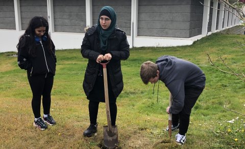 Birkitré gróðursett við MÍ